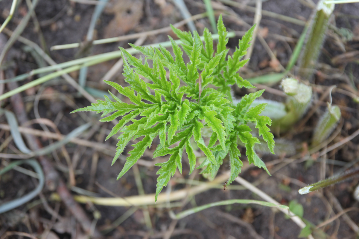 Wiesenbärenklau