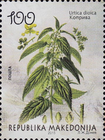Große Brennnessel