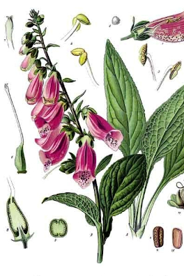 Digitalis purpurea -Roter Fingerhut