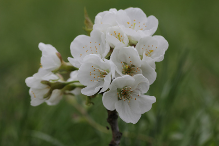 Kirschblüte