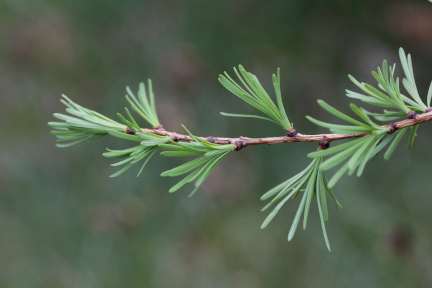 Lärchen-Nadeln
