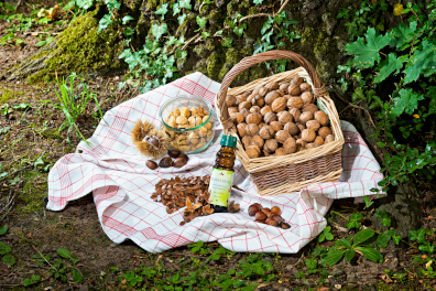Nüsse, Kastanien, Bucheckern - Copyright: Micha Brem Nüsse, Kastanien, Bucheckern - Copyright: Micha Brem