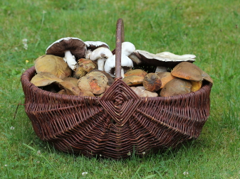 Wilde Pilze - Lecker, nahrhaft, gesund